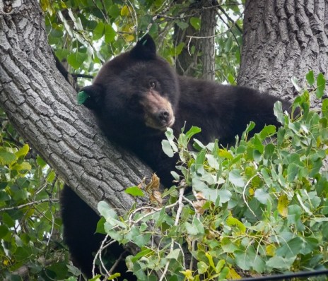 Bear #317; North Boulder, photo credit: Cary Wolfson