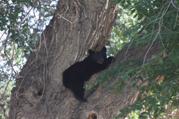 Newlands, Boulder. 2015